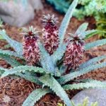 Spotted Pineapple Lily (Eucomis Freckles) plants x 3
