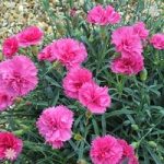 Patio Pinks Dianthus ‘Scents of Summer’ x 12 plugs