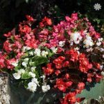 Begonia semp. ‘Organdy Mix’ 40 plug plants