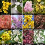 The Ultimate Winter Hardy Shrub Collection x 12 Mature Bushe