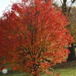 Celebration Maple Tree (Acer freemanii Celebration)