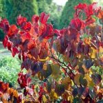 Cercis Forest Pansy tree in 2L pot