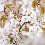 Flowering Cherry Tree ‘Tai-Haku’ potted 1.5M