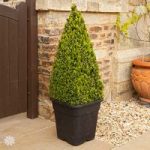 Large Buxus Topiary Pyramid 1.1M in planter