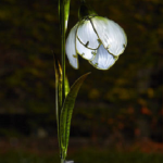 Snowdrops Solar Flower