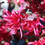 Pair of Chinese Witch Hazel ‘Black Pearl’ plants in 1L pot