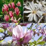 Magnolia tree Collection – set of 3 varietiesin 9cm pots