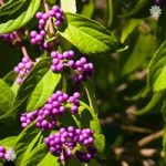 Callicarpa Profusion (Beauty Berry) plants – set of 3 in 9cm ptos