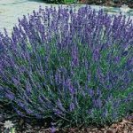 English Lavender Grosso hedging Pack – 12 plugs