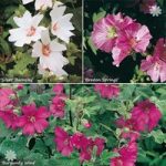 Lavatera (Mallow) plant collection – pack of 3 colours in 9cm pots
