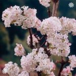 Viburnum bodnantense ‘Charles Lamont’ plant in 9cm pot