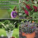 Dwarf Patio Buddleia Chip plant collection – red, white & blue