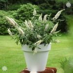 Dwarf Patio Buddleia ‘White Chip’ plants – pack of 3 in 9cm pots