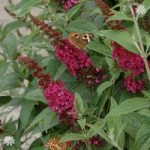 Dwarf Patio Buddleia ‘Red Chip’ – pack of 3 9cm pots