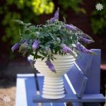 Compact Patio Buddleia ‘Lilac Chip’ pklantsb – set of 3 in 9cm pots