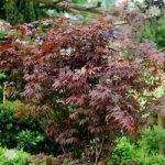 Japanese Maple (Acer) Plant Collection – 3 varieites in 10.5cm pots
