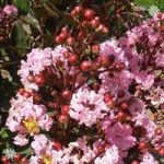Lagerstroemia’ Rhapsody In Pink’ plant in 9cm pot