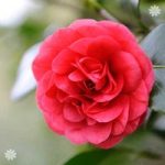 Camellia ‘Ace of Hearts’ (Red) 1L