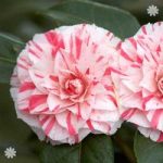 Camellia ‘William Bartlett’ (Pink) 1L