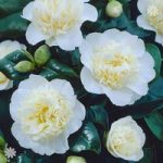 Camellia ‘Brushfields Yellow’ (Cream) 1L