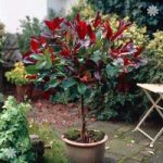 Photinia ‘Little Red Robin’ 1M standard plant