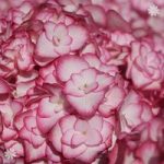 Hydrangea ‘Miss Saori’ plant in 9cm pot