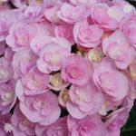 Double-Flowered Hydrangea ‘Love’ plant 9cm