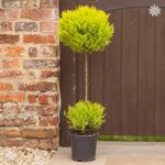 Cupressus Goldcrest Duo Ball Topiary tree 90cm (single)