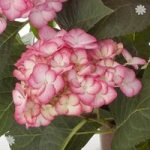 Pair Hydrangea ‘Swinging Sixties’ (Grafin Cosel) garden ready