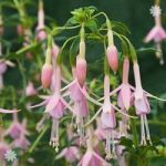 Hardy Fuchsia ‘Whiteknights Pearl’ plants x 3