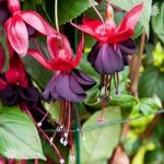 Climbing Fuchsia ‘Lady in Black’ x 3 garden ready plants