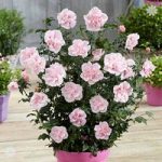 Double Hardy Hibiscus ‘Chiffon’ collection – 3 x 9cm potted plants