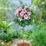 Hardy Hibiscus ‘Hamabo’ (Pink) 1M standard tree