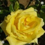 Gift Rose Bush ‘Golden Wedding’ 3L pot