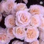 Gift Rose ‘Many Happy Returns’ 3L pot