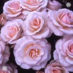 Gift Rose ‘Mum in a Million’ 3L pot