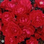 Gift Rose ‘Birthday Girl’ 3L pot (gift wrapped)