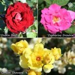 Climbing Rose Collection – 3 varieties
