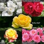 The Garden Glamour ‘Repeat-Flowering’ Rose Collection x 5 B
