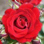 Gift Rose ‘Ruby Anniversary’ 3L pot