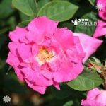 Climbing Rose ‘Zephirine Drouhin’ – bare root