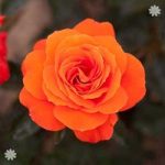 Full Standard Rose ‘Doris Tysterman – bare root