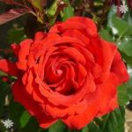 Full Standard Rose ‘Carris’ – bare root
