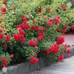 Groundcover Rose bush ‘Flowercarpet Scarlet’ 3L pot