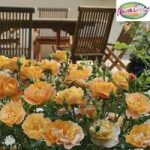 Groundcover Rose bush ‘Flowercarpet Gold’ 3L pot