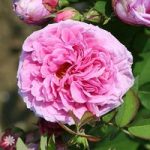 Rose ‘Comte de Chambord’ bare root