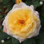 Climbing Rose ‘Gold Charm’ bare root