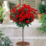 Pair of Patio Standard Roses – Red