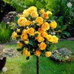 Pair of Patio Standard Roses – Yellow