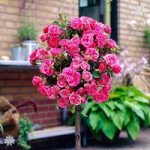 Pair of Patio Standard Roses – Pink
